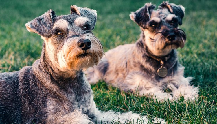 Conheça as 20 raças de cachorro mais caras do mundo